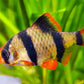 Tiger Barb - FreshWaterAquatica.com