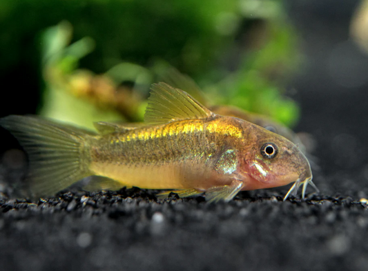 GOLD STRIPE AKA GOLD LASER CORY - FreshWaterAquatica.com