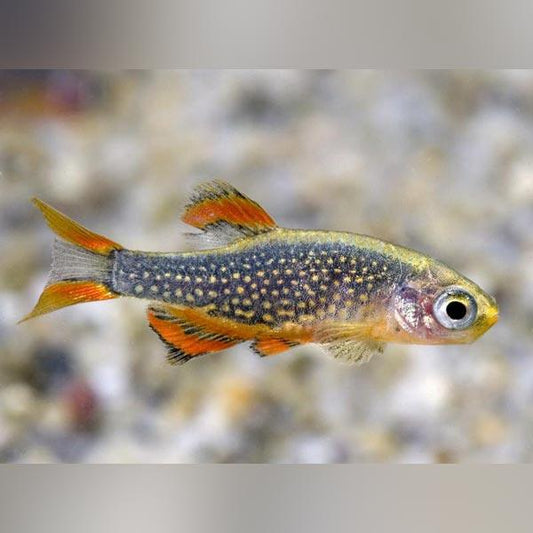 Micro Galaxy Rasbora - FreshWaterAquatica.com