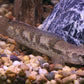Channa quinquefasciata 'Five stripe Snakehead'