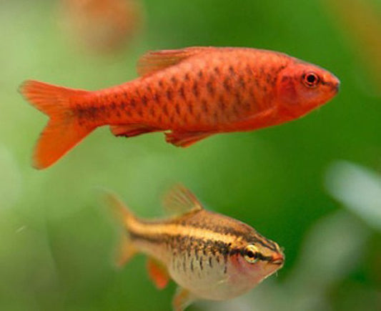 Cherry Barb - FreshWaterAquatica.com