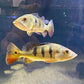 Pecockbass Monoculus