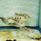 Pecockbass Monoculus