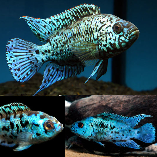 Electric Blue Jack Dempsey - FreshWaterAquatica.com