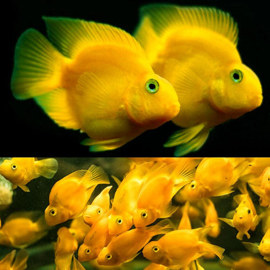 Yellow parrot cichlid - FreshWaterAquatica.com