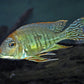 Geophagus Altifrons  3 inches (Imported Only )