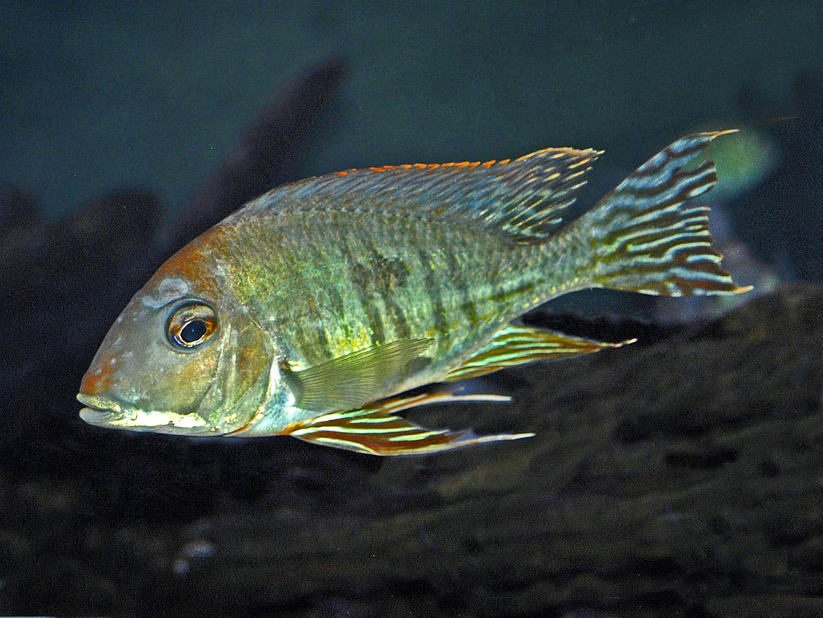 Geophagus Altifrons  3 inches (Imported Only )