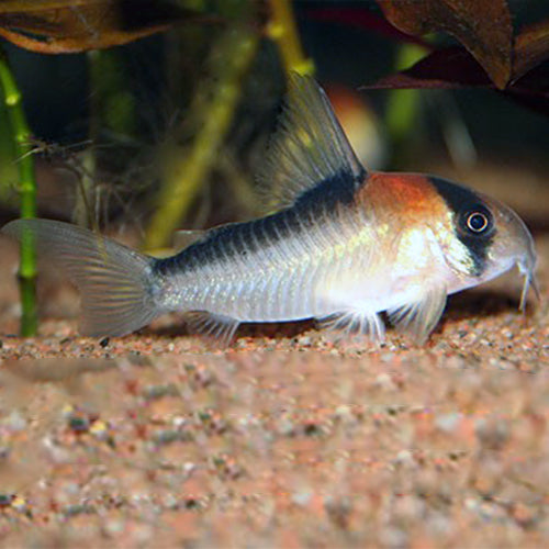 Adolfo’s Cory - FreshWaterAquatica.com