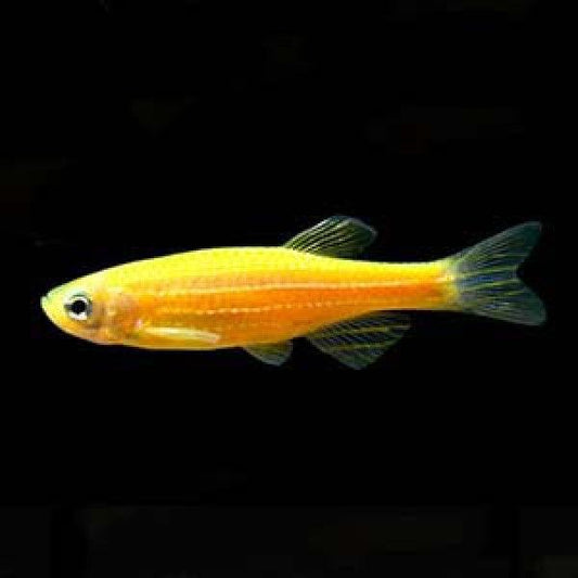 Yellow Zebra Danio - FreshWaterAquatica.com