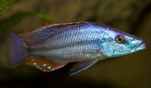 Malawi eye biter - FreshWaterAquatica.com