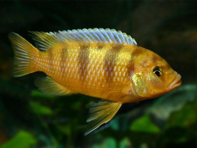 Yellow Morph | FRESHWATERAQUATICA