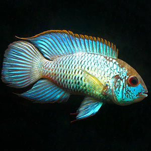 Blue Acura  Cichlid - FreshWaterAquatica.com