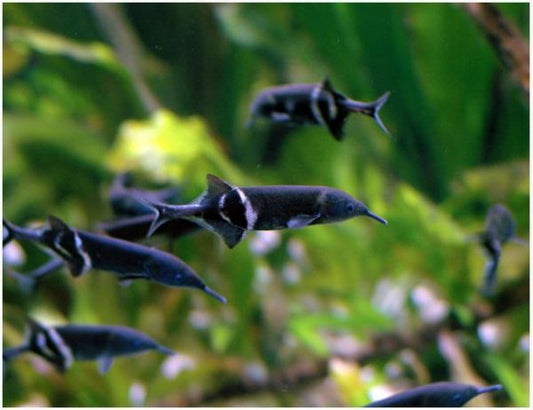 Elephant nose fish