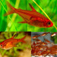 Ember Tetra - FreshWaterAquatica.com
