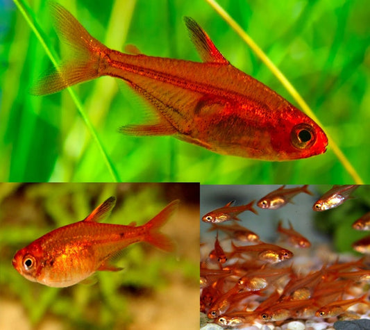 Ember Tetra - FreshWaterAquatica.com