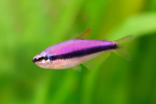 EMPEROR TETRA - FreshWaterAquatica.com