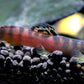 Crimson Loach