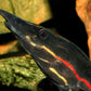 Red Fire EEL