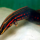 Red Fire EEL