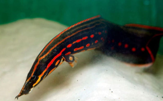 Red Fire EEL