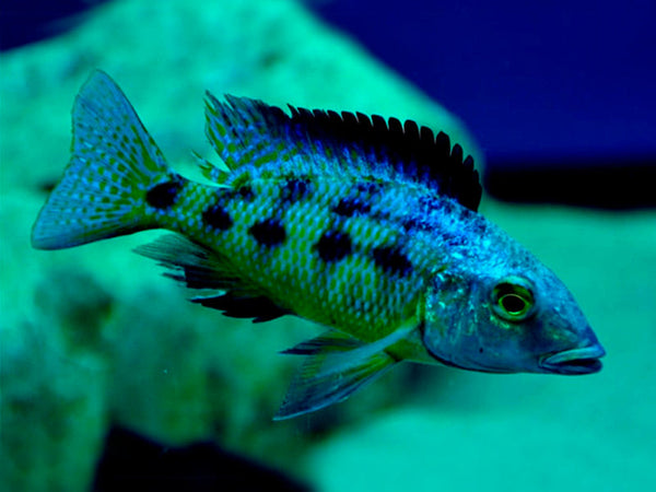 Rostratus Cichlid 3.2 inch | FRESHWATERAQUATICA