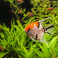 Jumbo size angel Yellow head