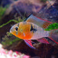 Bolivian Ram 2.3 inches - FreshWaterAquatica.com