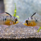Bolivian Ram 2.3 inches - FreshWaterAquatica.com