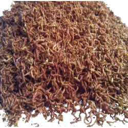 Blood worms Dried - FreshWaterAquatica.com