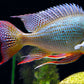 Geophagus Altifrons  3 inches (Imported Only )