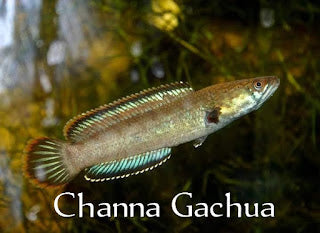 Channa gachua Bengal Snakehead 3inches