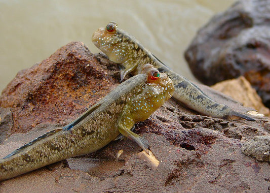 Mudskipper