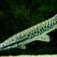 Florida gar