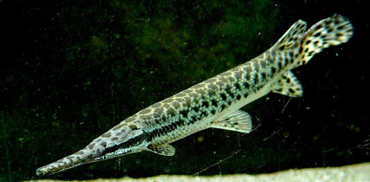 Florida gar