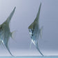 Blue  Angel fish - FreshWaterAquatica.com