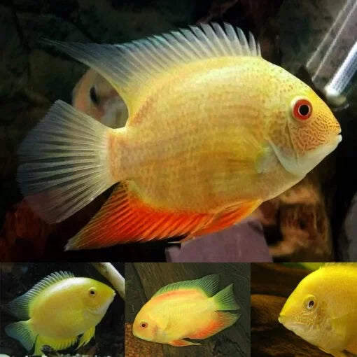 Yellow Severum