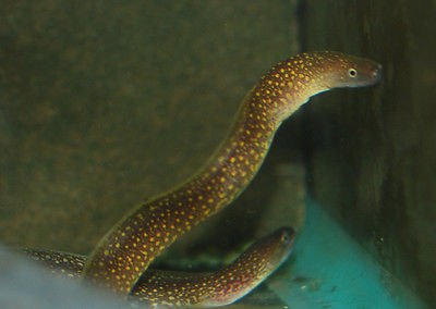 Gold Spotted Moray Eel