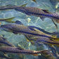 Tor putitora 'Golden Mahseer