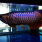 Golden Blue bass arowana 10 Inches