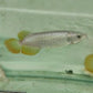 Golden Pearl Arowana 9 inches