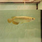 Golden Pearl Arowana 9 inches