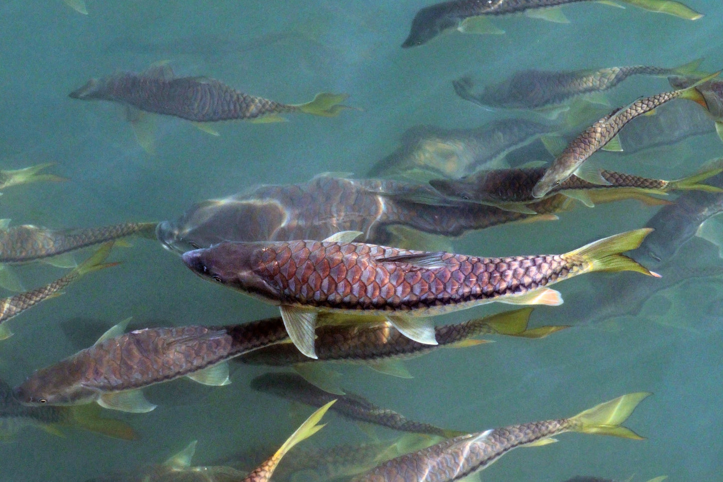 Tor putitora 'Golden Mahseer
