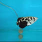 Golden Archer 2 inches - FreshWaterAquatica.com