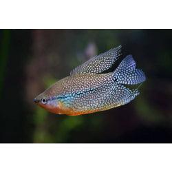 Pearl Gourami - FreshWaterAquatica.com