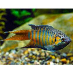 Paradise Gourami - FreshWaterAquatica.com