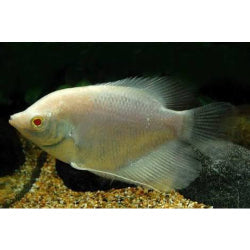 Albino Gaint Gourami - FreshWaterAquatica.com