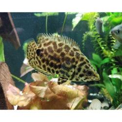 Leaf Gourami - FreshWaterAquatica.com