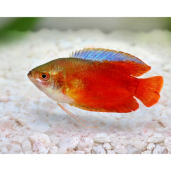 Flame Gourami - FreshWaterAquatica.com