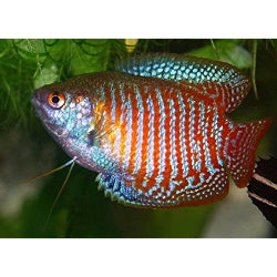 Drawf Gourami - FreshWaterAquatica.com