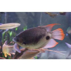 Red Tail Gaint Gourami - FreshWaterAquatica.com